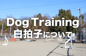 Dog Training 白拍子について